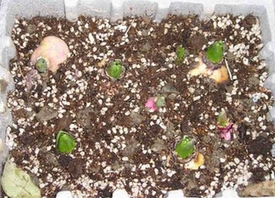 ������֮��˹��