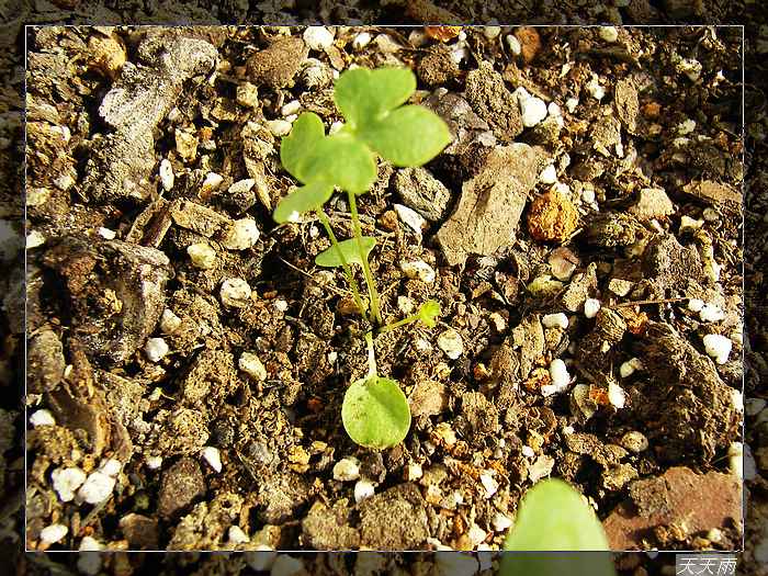 ����Ƿ������