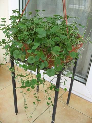 ������С ��ת IMG_0823.JPG