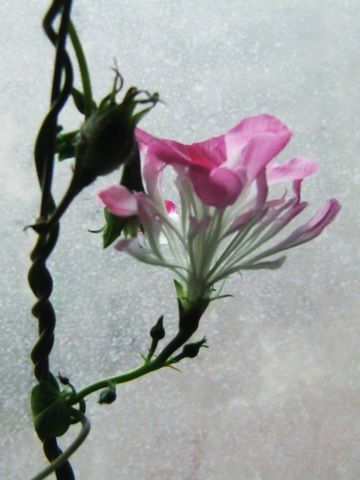 ������С 2.JPG