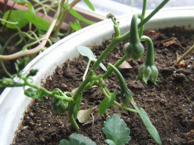 ������С 4.JPG