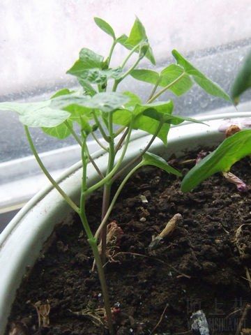 ������С 7.JPG