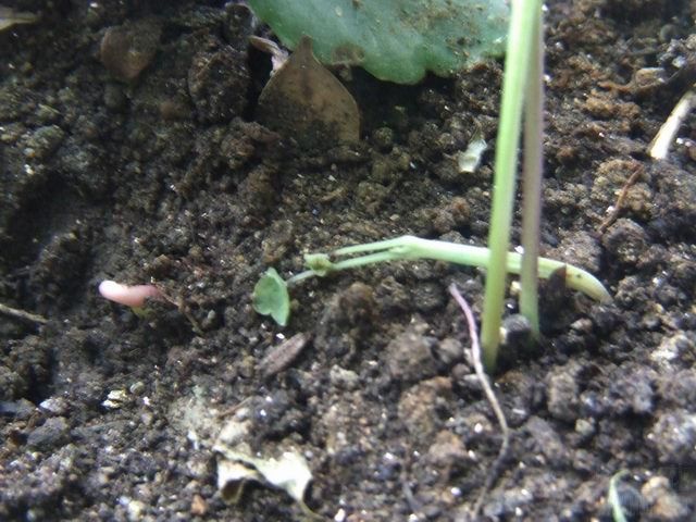 ������С 8.JPG