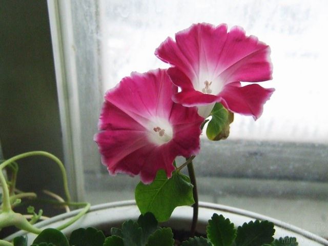 ������С DSCF0003.jpg