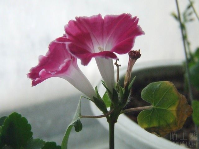 ������С DSCF0001.JPG