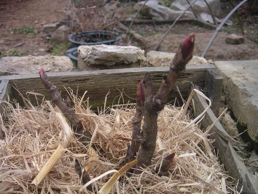 �������ĵ��