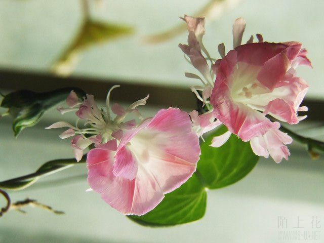 ������С ���ţ6.JPG