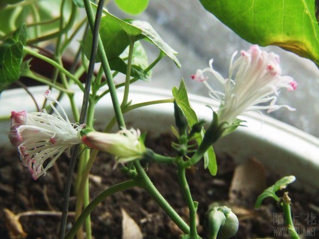 ������С ���ţ.JPG