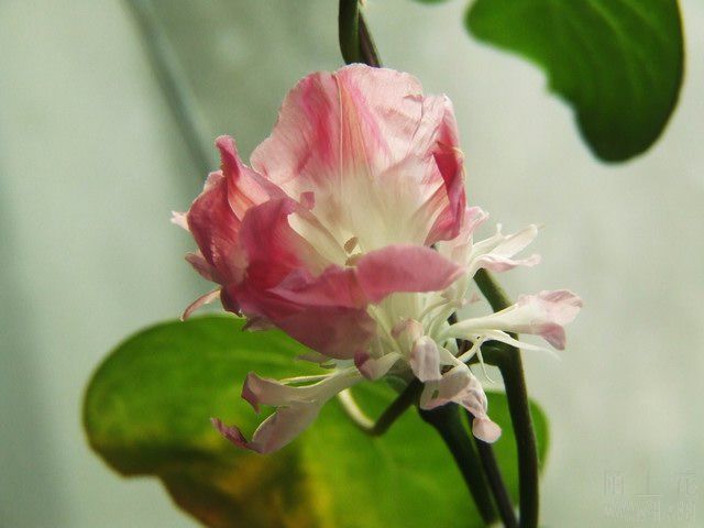 ������С ���ţ2.JPG