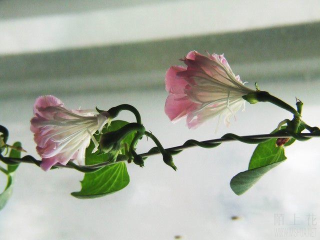 ������С ���ţ5.JPG