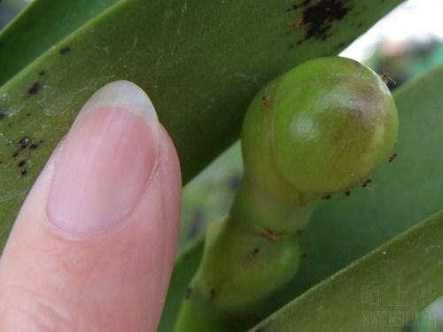 ���� 960113-1.jpg