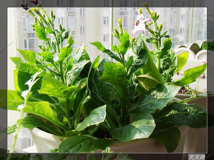 �ö໨������Ҫ��Ҫʩ��ʣ�