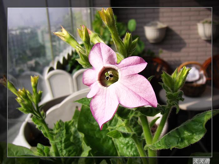 ��ɫ�Ŀ���