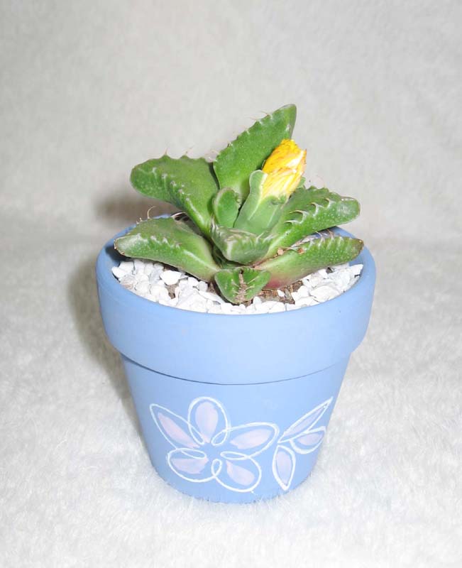 �⵹���濪����