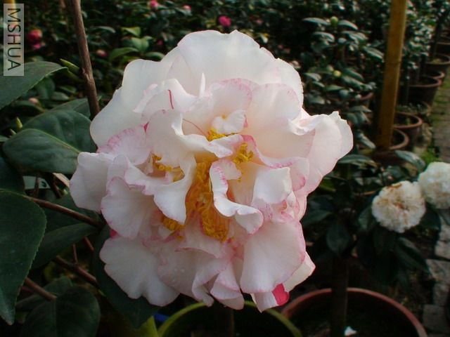 ���汴��-8.jpg
