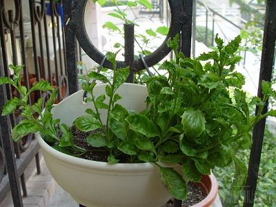 �ﲥ��С����