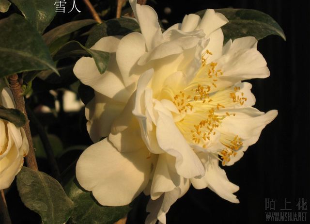 �����µ�ѩ��