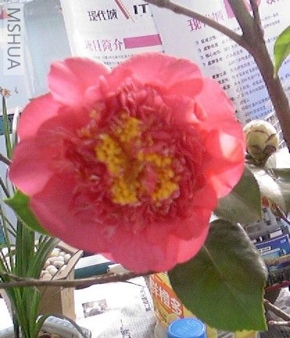 ��Ƭ-0009.jpg