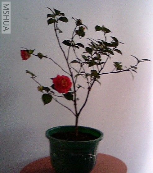 ��Ƭ-0010.jpg