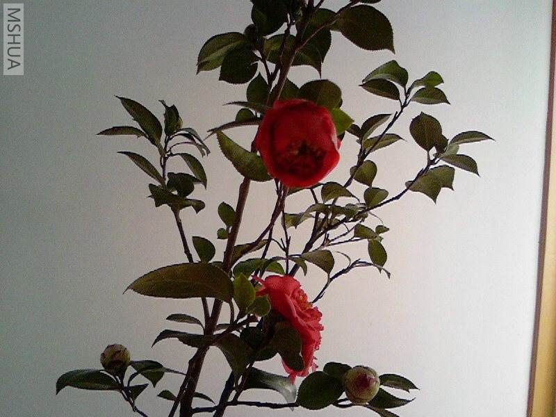 ��Ƭ-0012.jpg