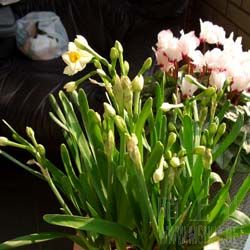 ����һ��