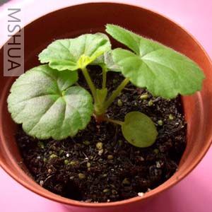 ��ɫ���ÿ�