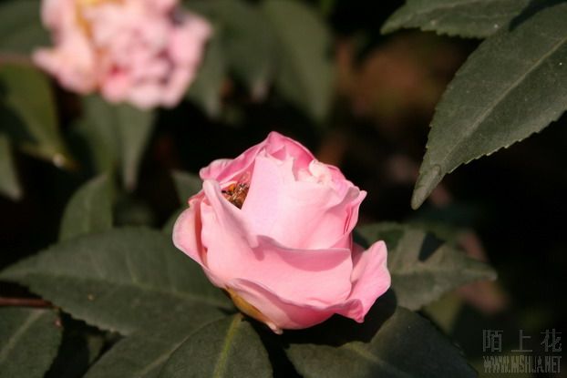 ��Ƭ 008_��С��С_��С��С.jpg