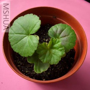 ��ɫ���ÿ�