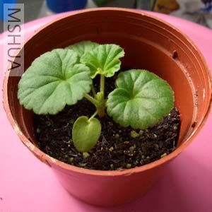 ��ɫ���ÿ�