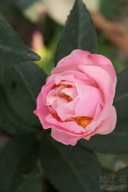 ��Ƭ 010_��С��С_��С��С.jpg