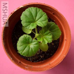 ��ɫ���ÿ�