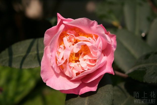 ��Ƭ 011_��С��С_��С��С.jpg