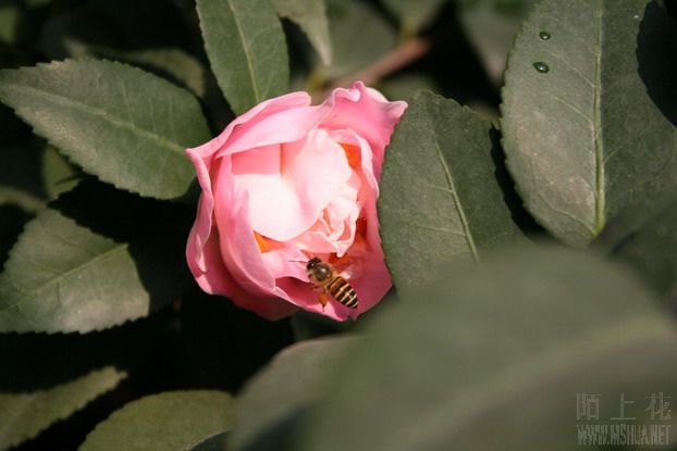 ��Ƭ 012_��С��С_��С��С.jpg