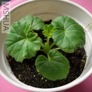 ƻ�������ÿ�