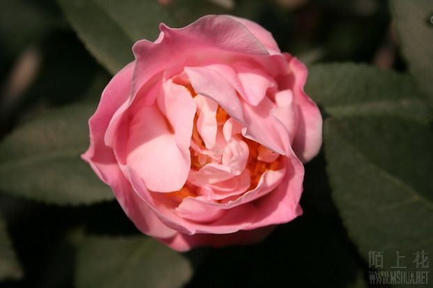 ��Ƭ 016_��С��С_��С��С.jpg