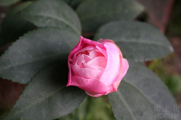 ��Ƭ 025_��С��С_��С��С.jpg