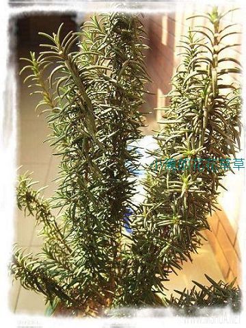 �Ǻǣ����е������