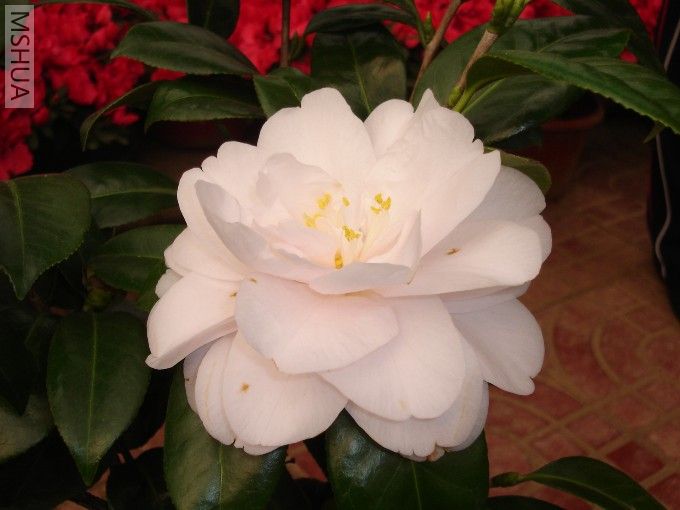 DSC00073.jpg