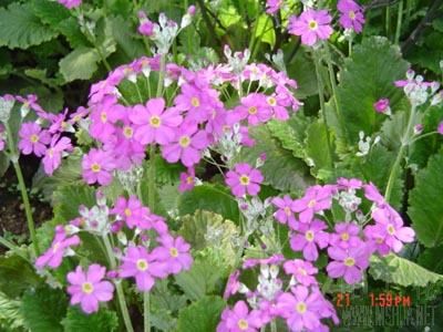 �������ʢ����