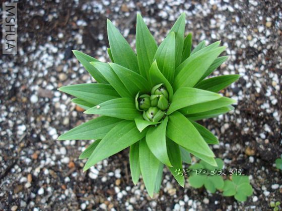 ��һ�ò�֪����ʲôɫ