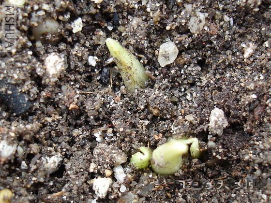 ��ð����