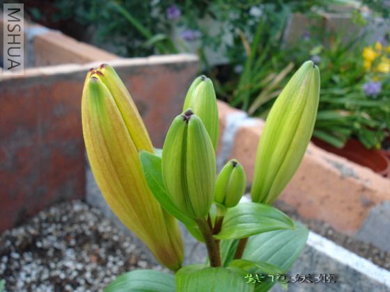 ���������Ǹ��ػƵ�