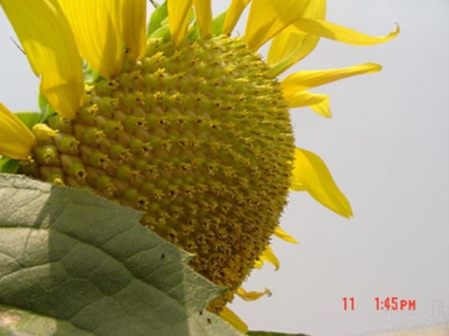 ���տ�