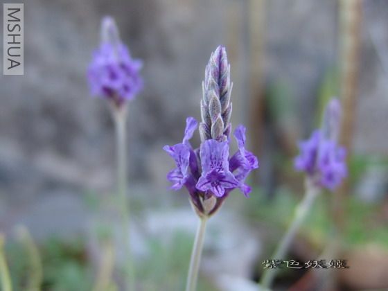 DSC09464-1-1.jpg
