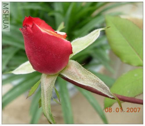 DSCN2185.jpg