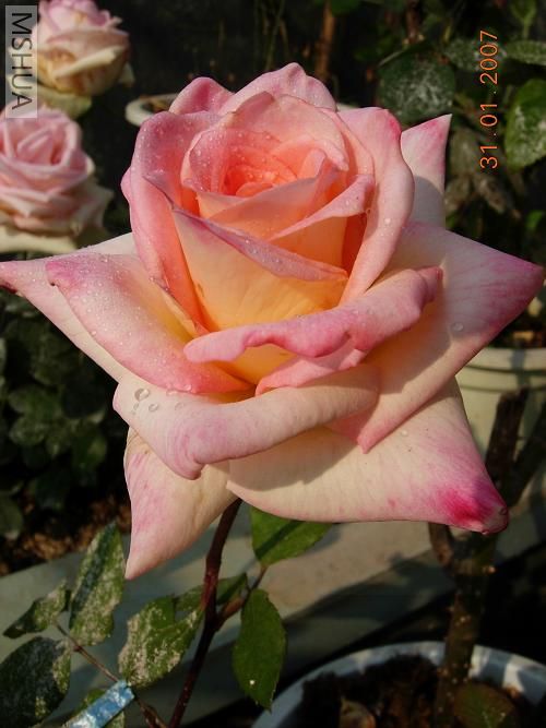 DSCN2488.jpg