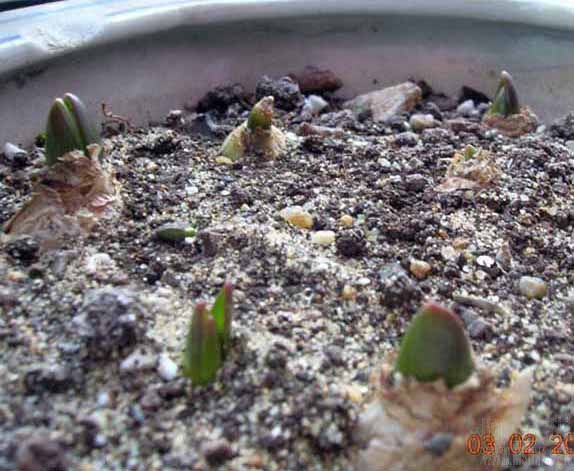 ��ѿ�����ѷ�����