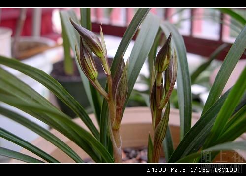 DSCN4507.jpg