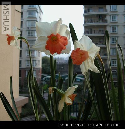 ����ȥ�꿪�������ӣ���Ư����Ӵ��