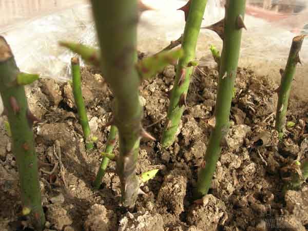 DSCN6209.JPG